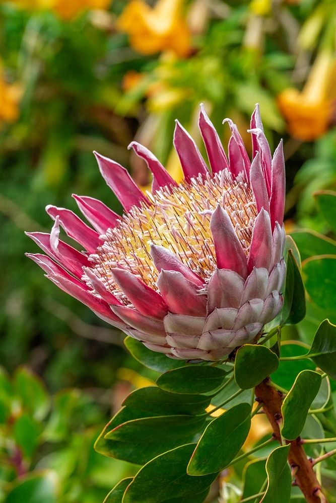King Protea flower